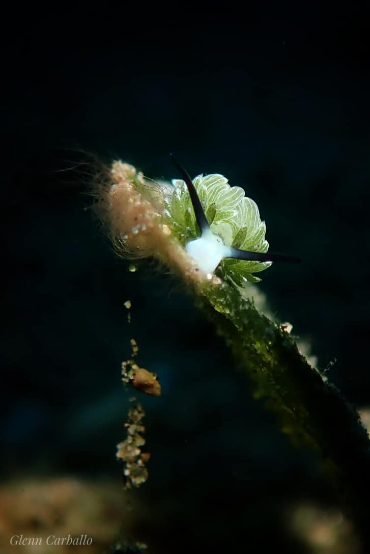 Leaf sheep (<i>Costasiella kuroshimae</i>)